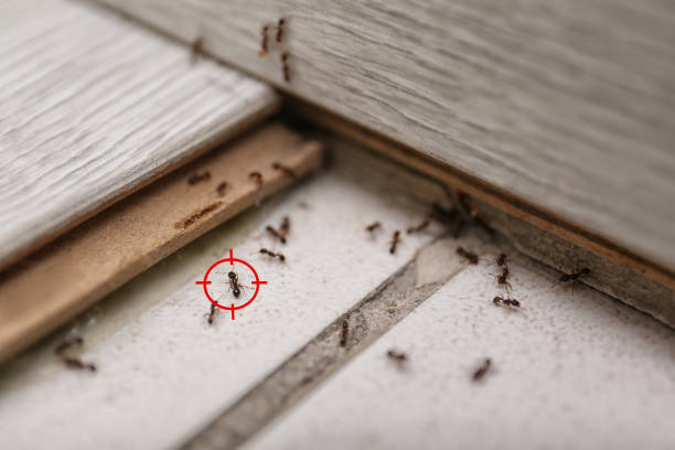 Best Rat Extermination Near Me  in Rochester, MI